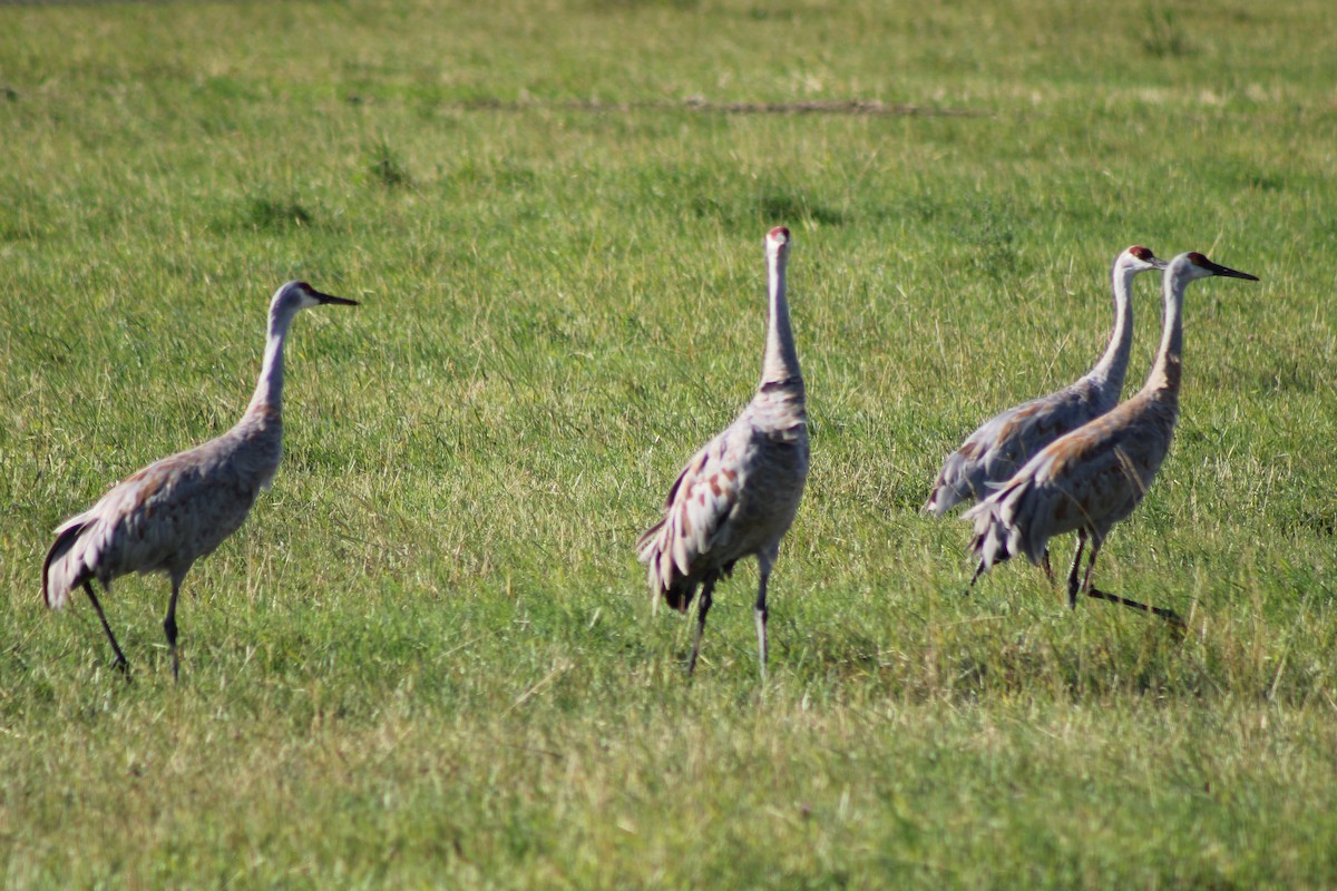 Sandhill Crane - ML622639466