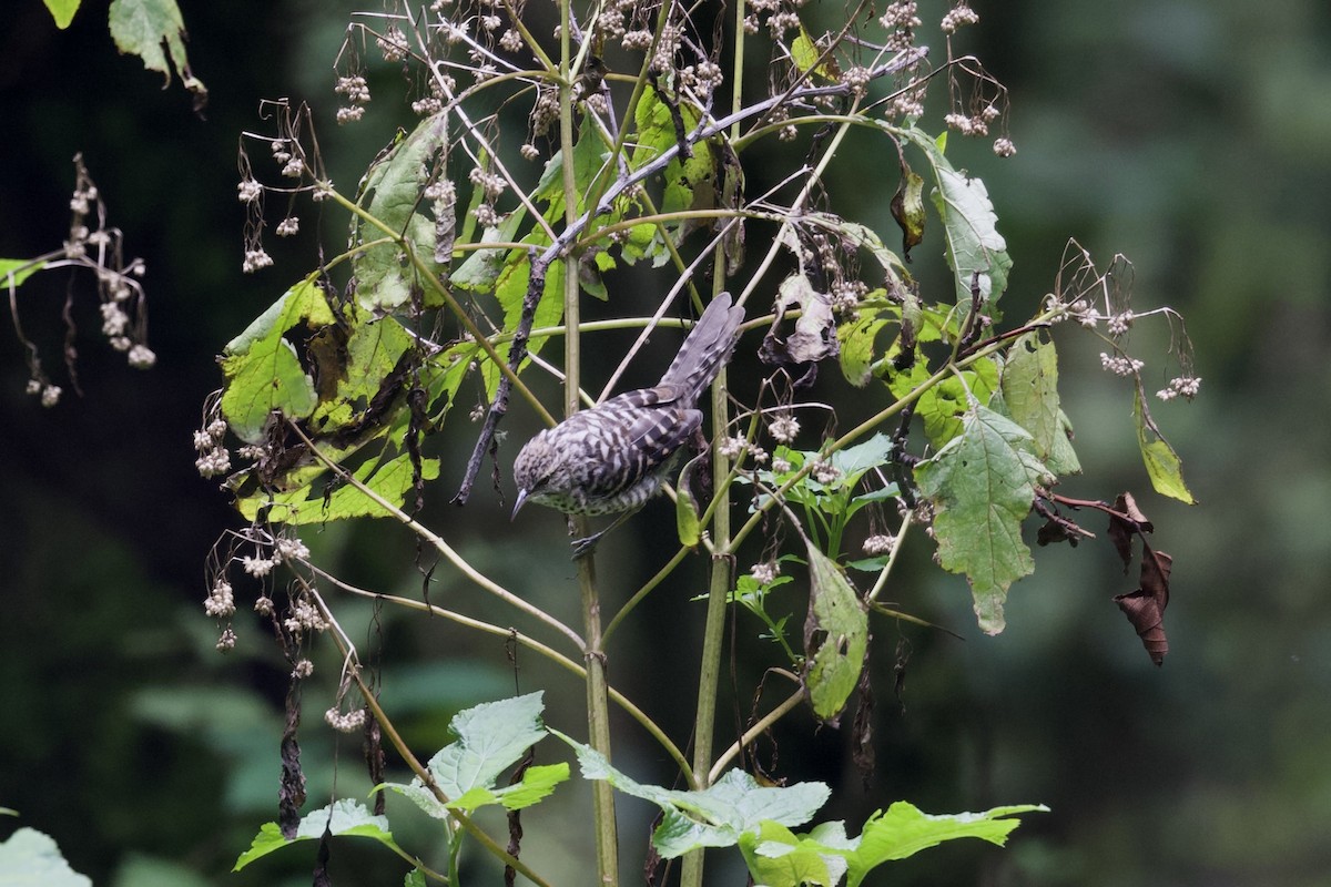 Gray-barred Wren - ML622639498