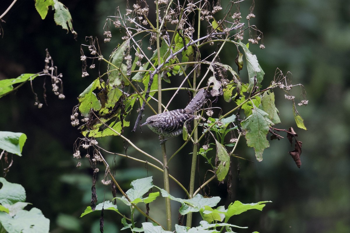 Gray-barred Wren - ML622639499