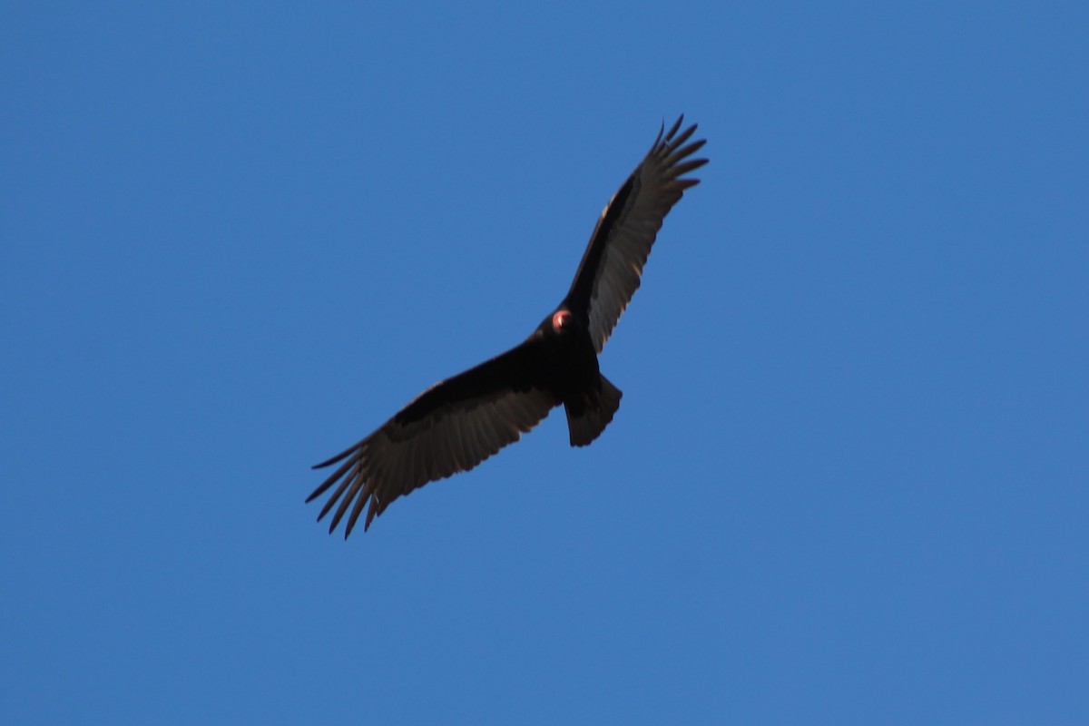 Turkey Vulture - ML622639502