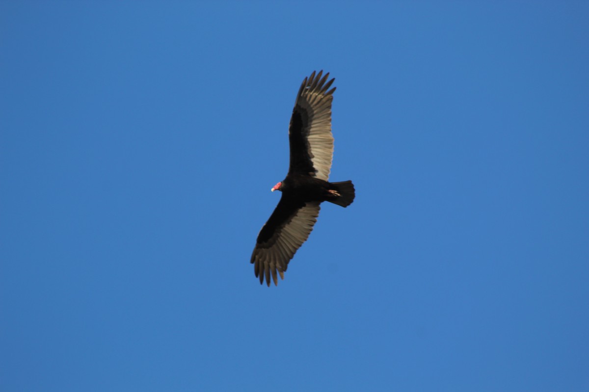 Turkey Vulture - ML622639503