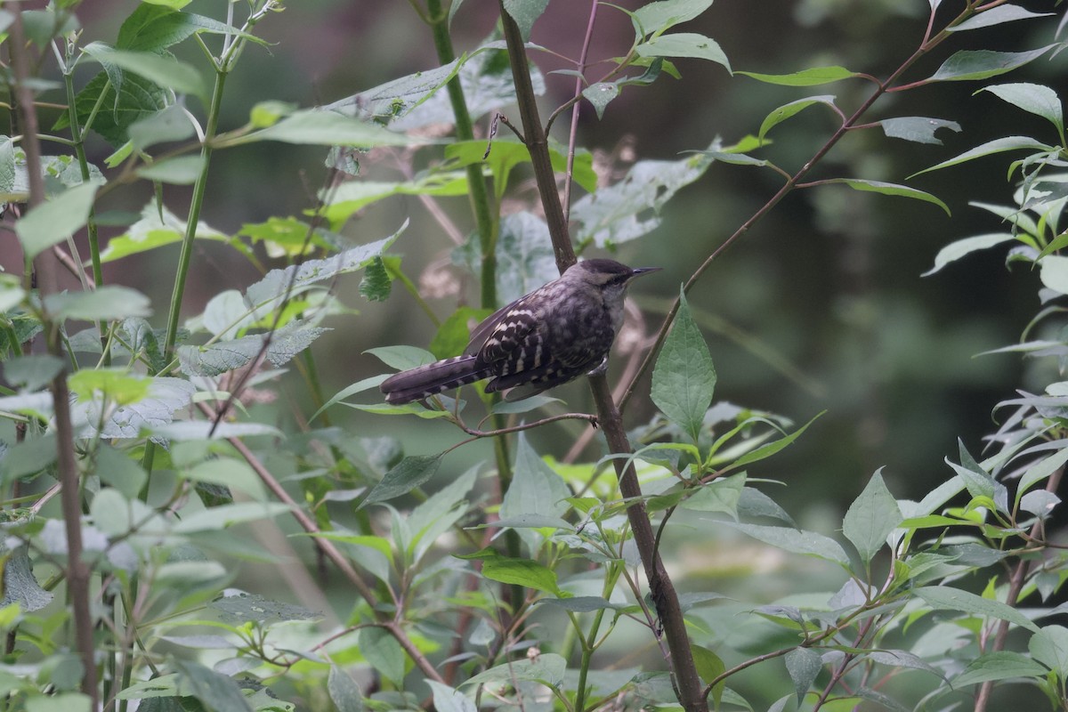 Gray-barred Wren - ML622639512