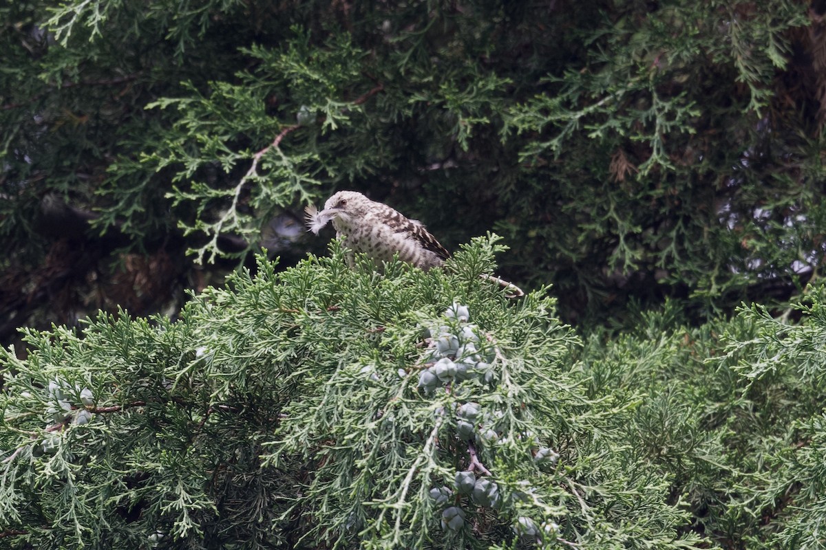 Gray-barred Wren - ML622639520