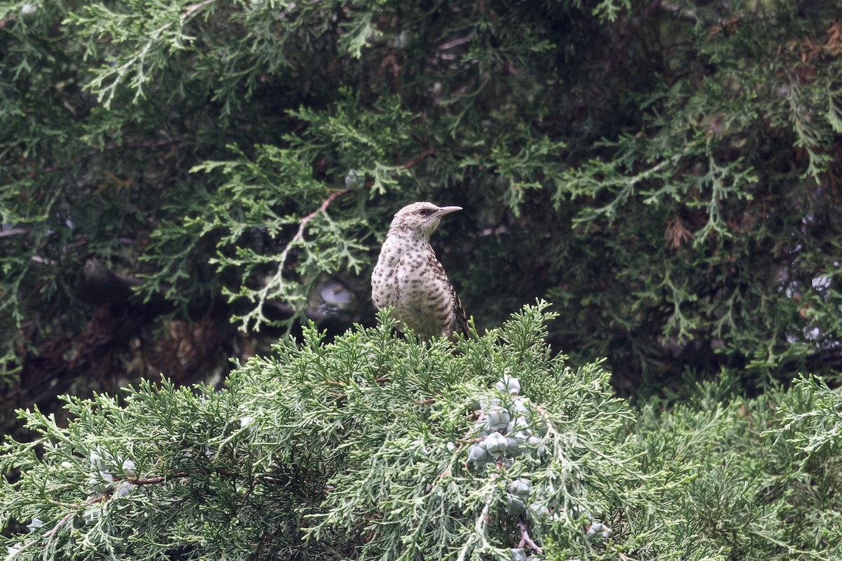 Gray-barred Wren - ML622639528