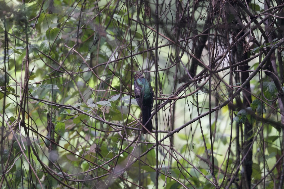 Mountain Trogon - ML622639530