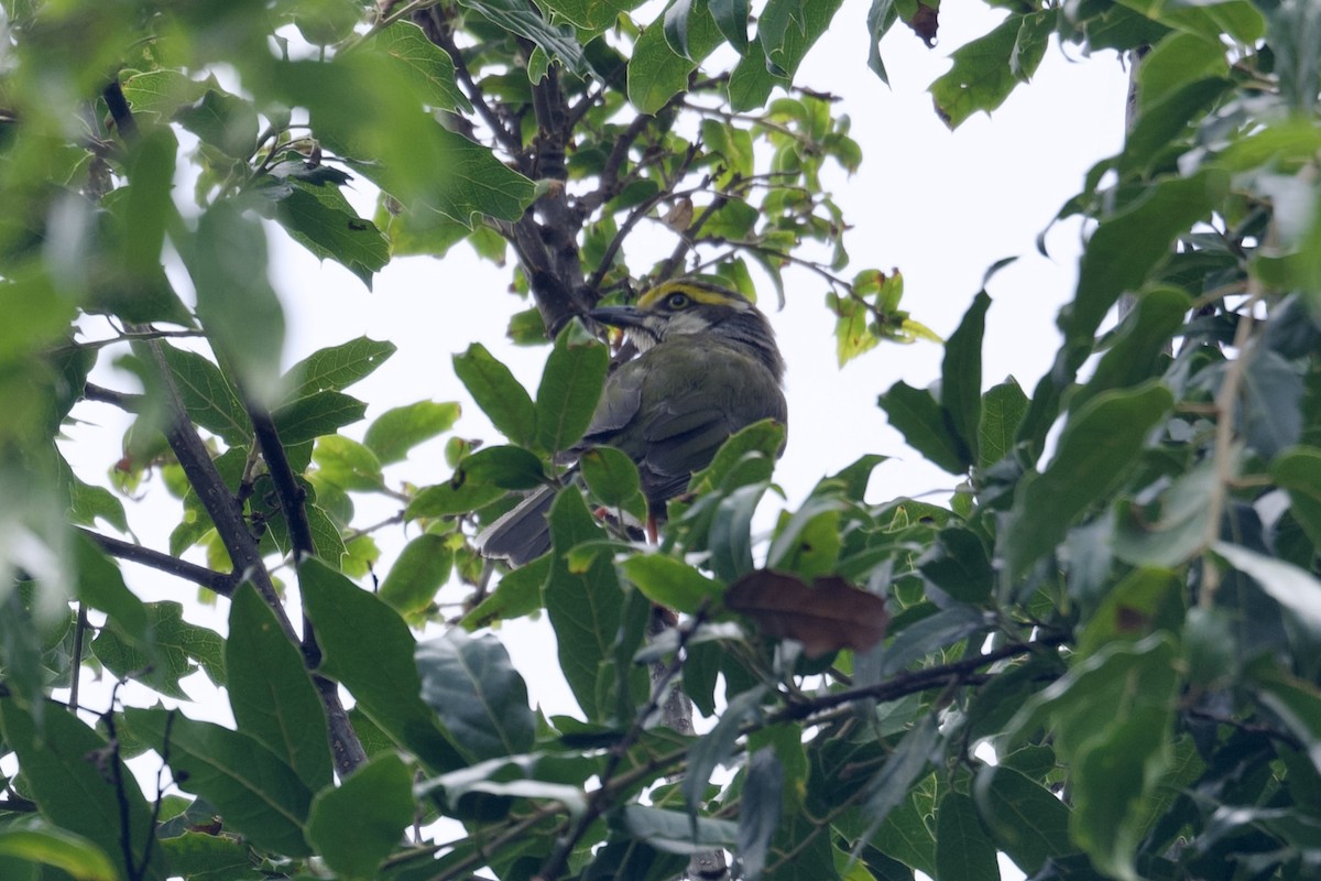 Chestnut-sided Shrike-Vireo - ML622639538