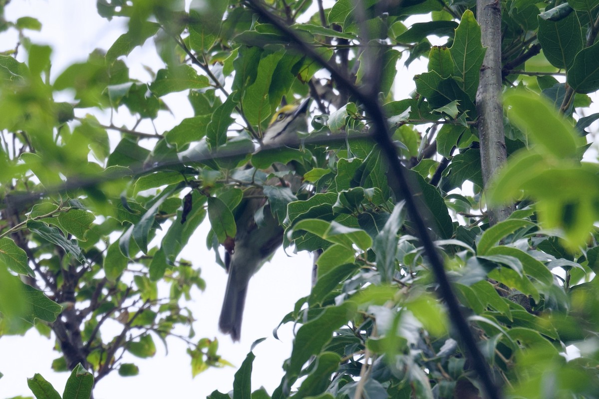 Chestnut-sided Shrike-Vireo - ML622639549