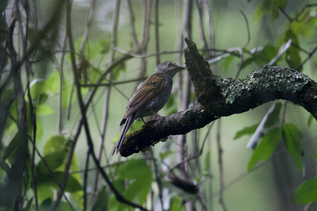 Brown-backed Solitaire - ML622639555