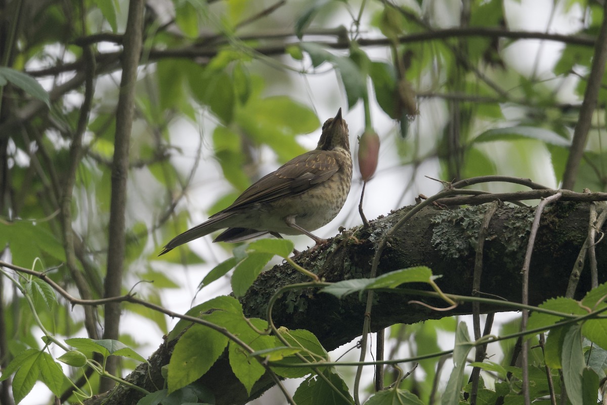 White-throated Thrush - ML622639610