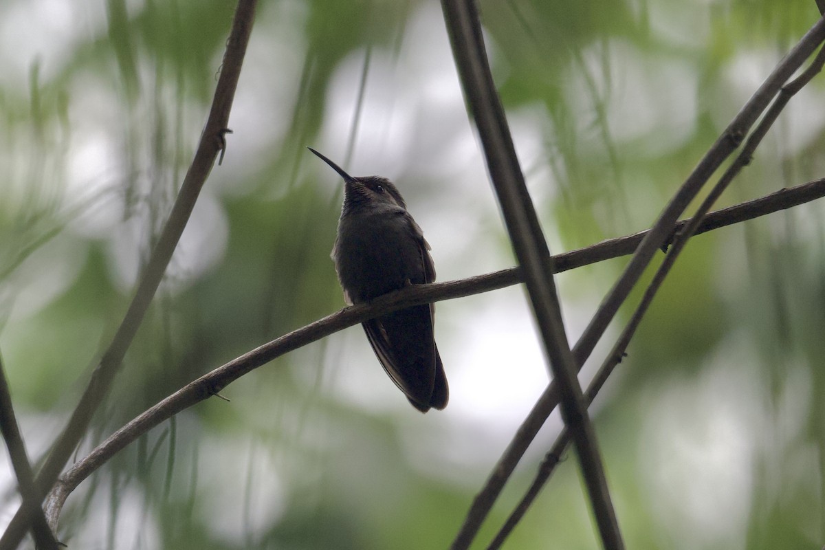 Amethyst-throated Mountain-gem - ML622639668