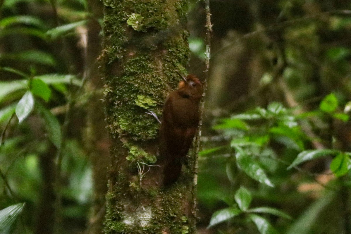 Ruddy Woodcreeper - ML622639700