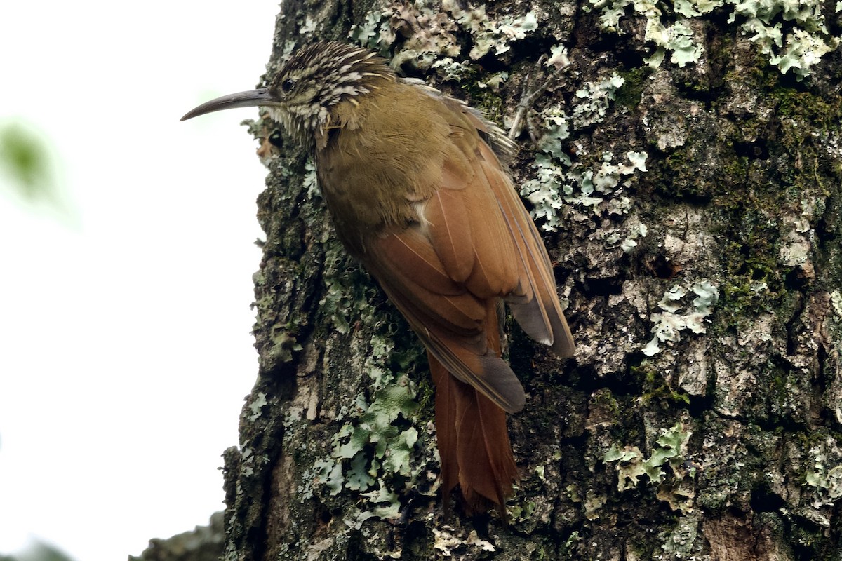 White-striped Woodcreeper - ML622639725