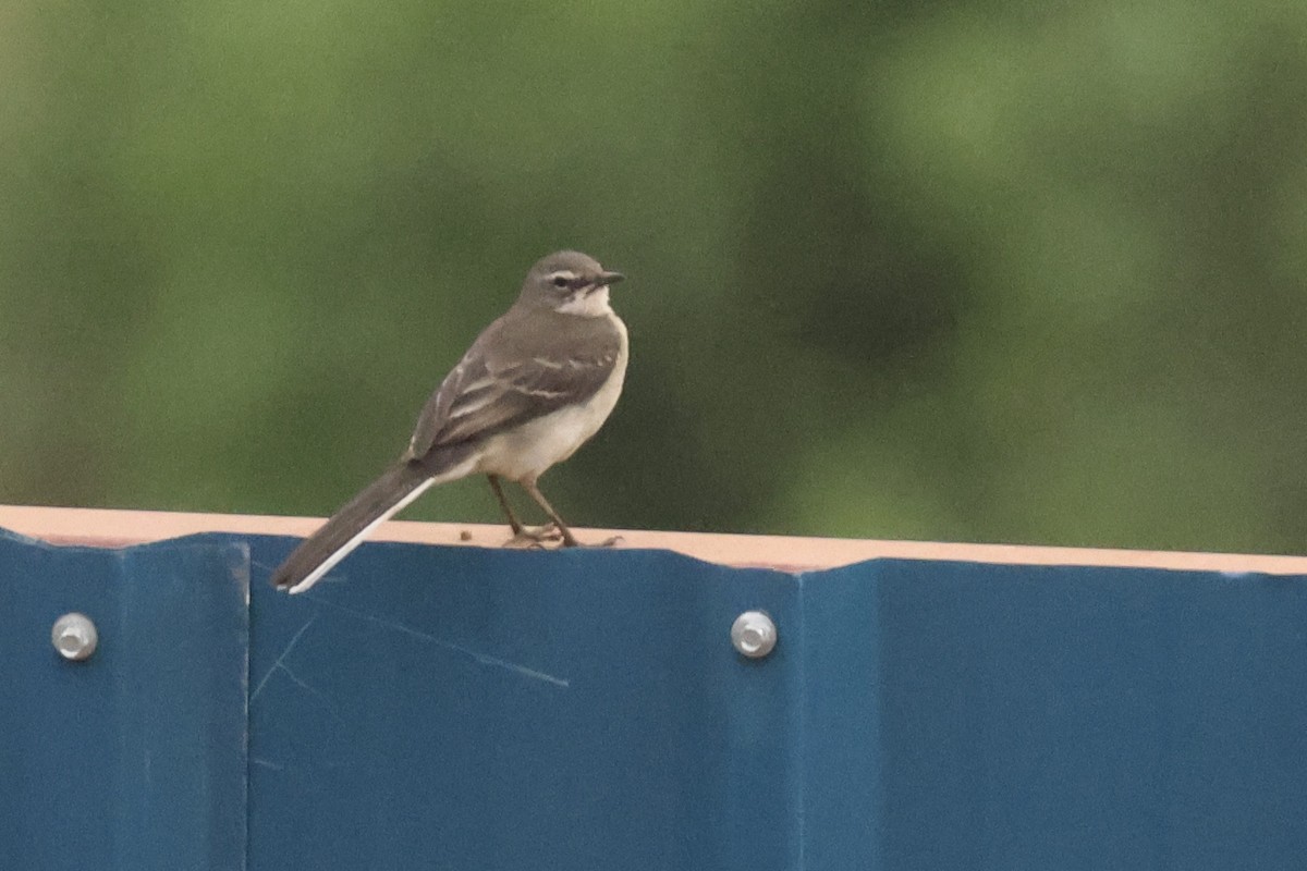 Cape Wagtail - ML622639732