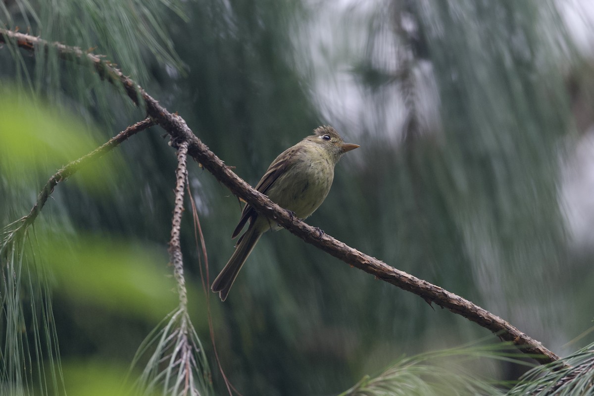 Western Flycatcher (Cordilleran) - ML622639737