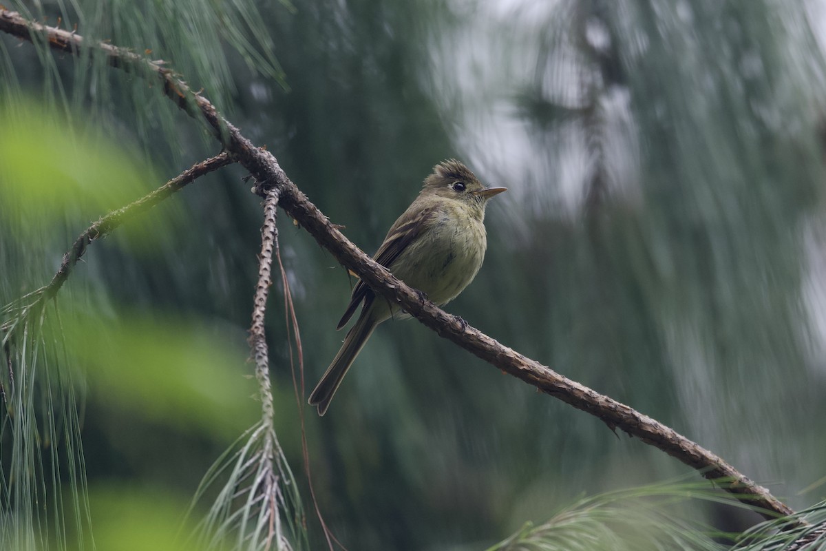 Western Flycatcher (Cordilleran) - Dario Taraborelli