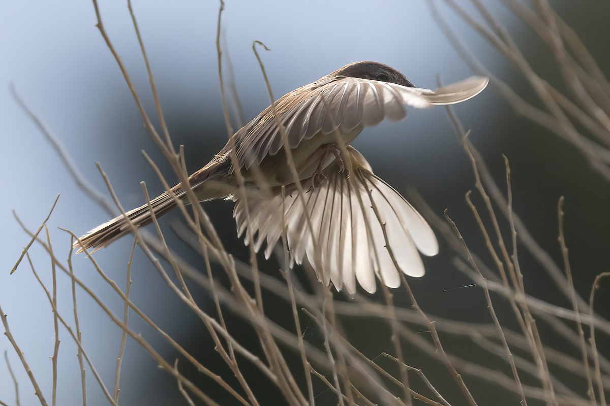 Botteri's Sparrow - Ted Keyel