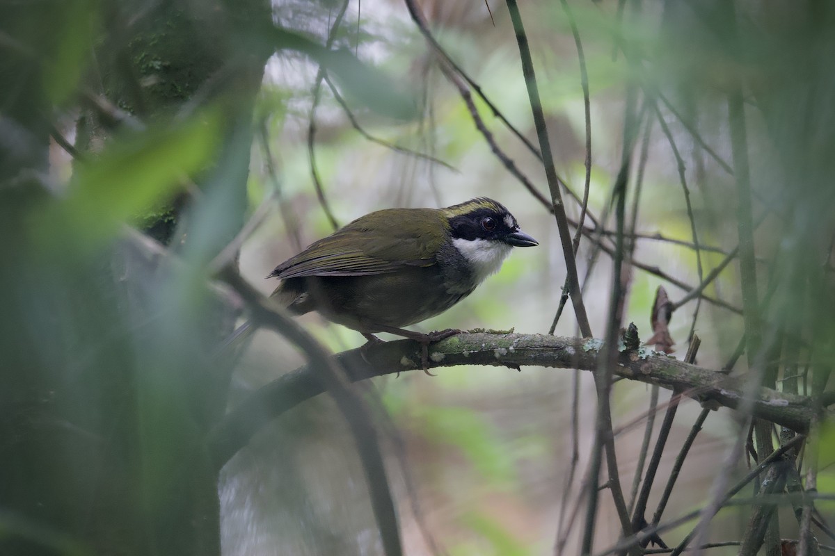 Green-striped Brushfinch - ML622639746