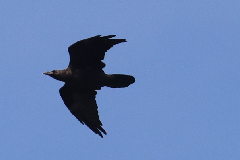 Common Raven - Ian Somerville