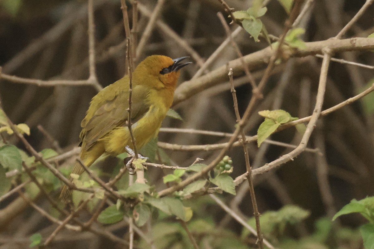 Spectacled Weaver - ML622639748