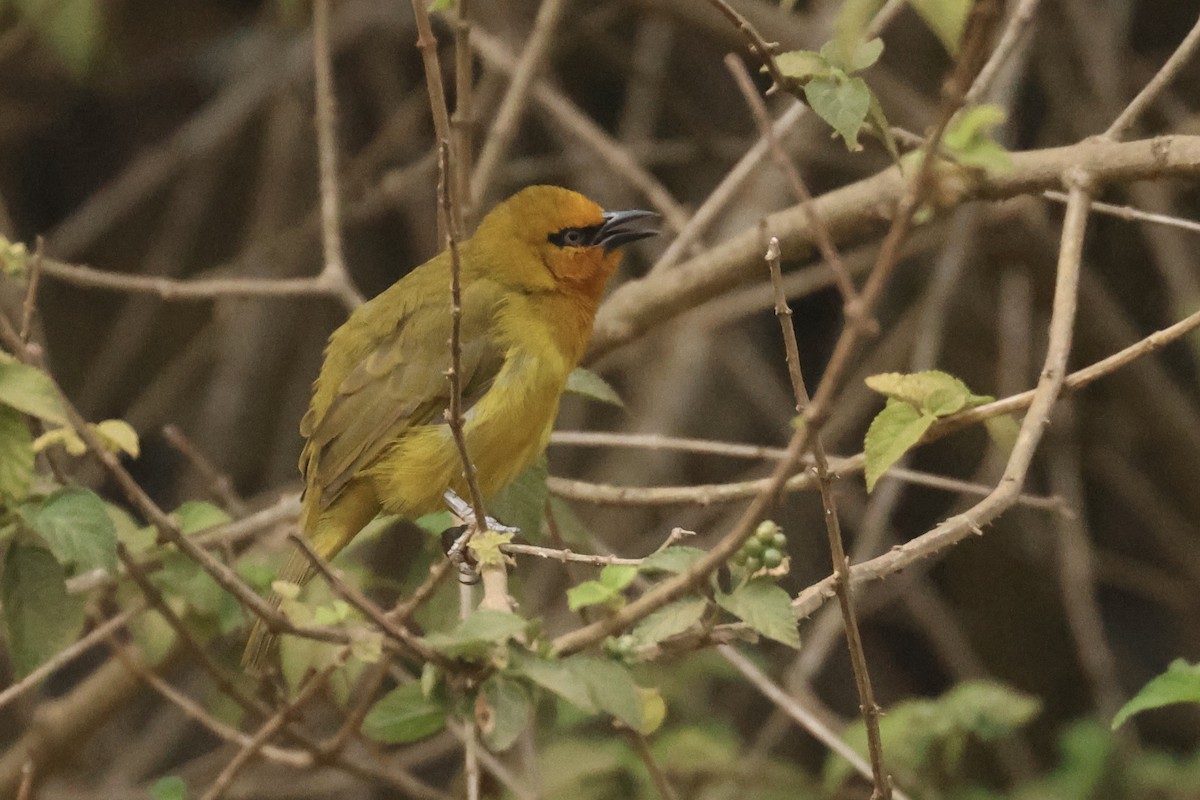 Spectacled Weaver - ML622639754