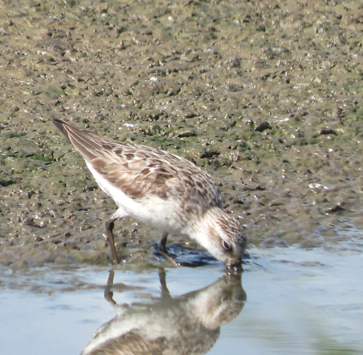 Semipalmated Sandpiper - Alfredo Correa