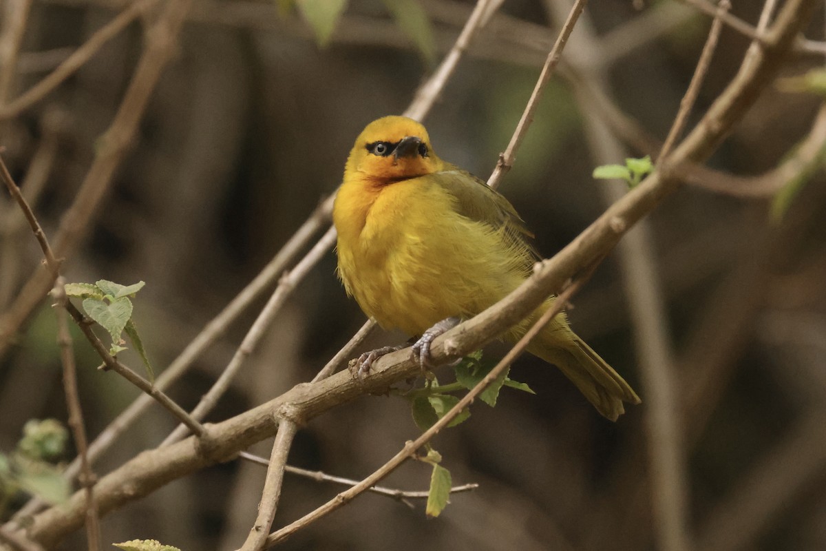 Spectacled Weaver - ML622639789