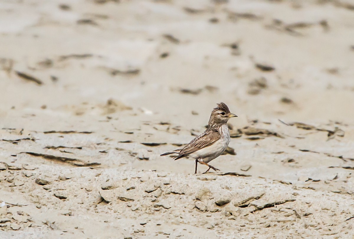 Sand Lark - ML622639809