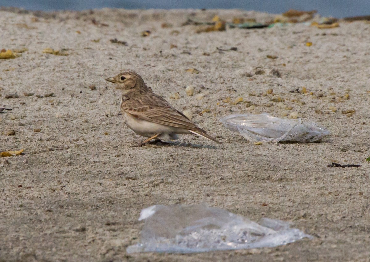 Sand Lark - ML622639810