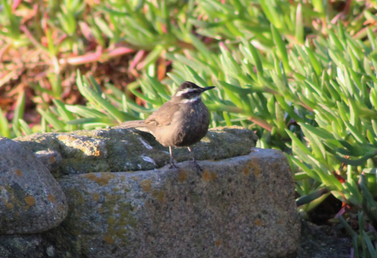 Dark-bellied Cinclodes - ML622639836