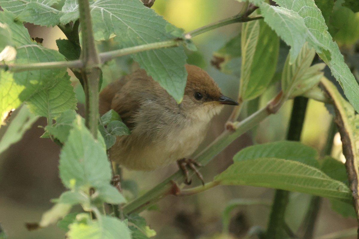 Chubb's Cisticola (Chubb's) - ML622639881