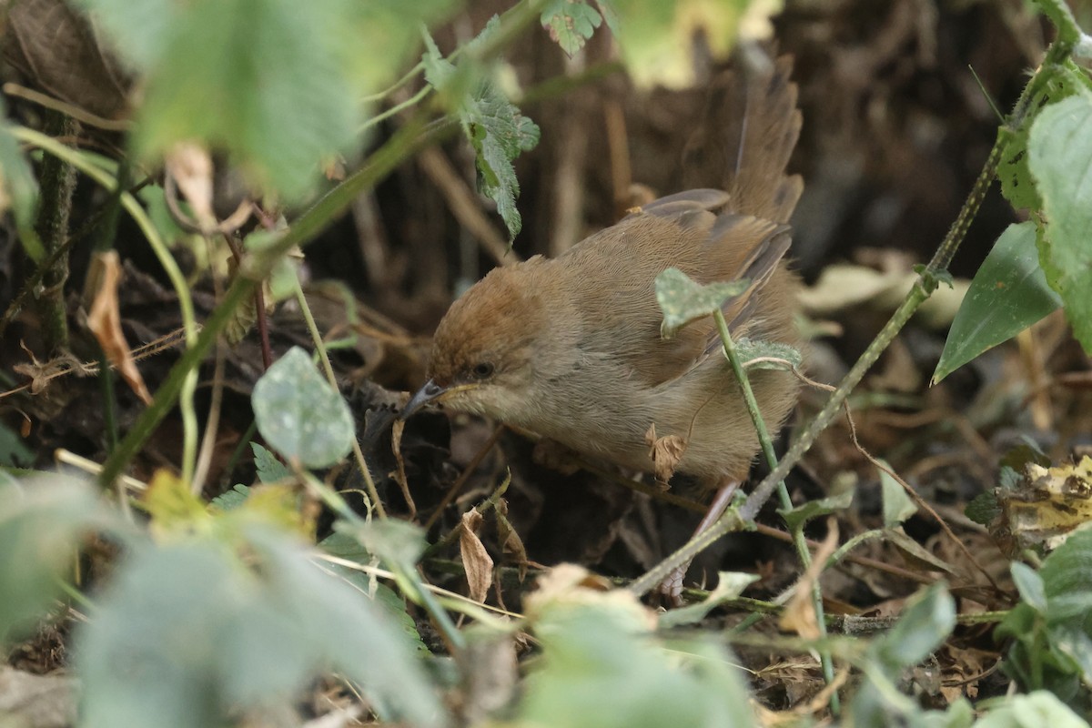 Chubb's Cisticola (Chubb's) - ML622639883