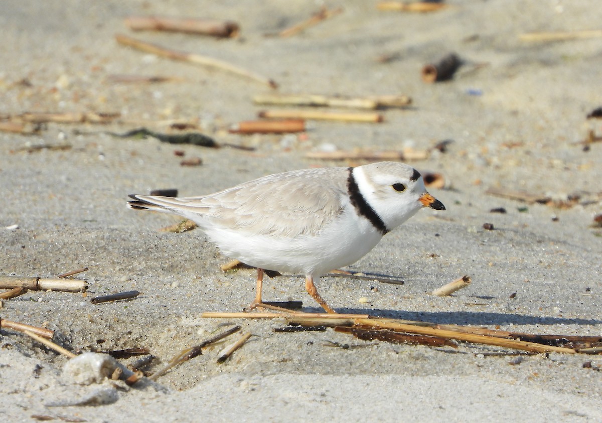 Piping Plover - Rosabel Miro