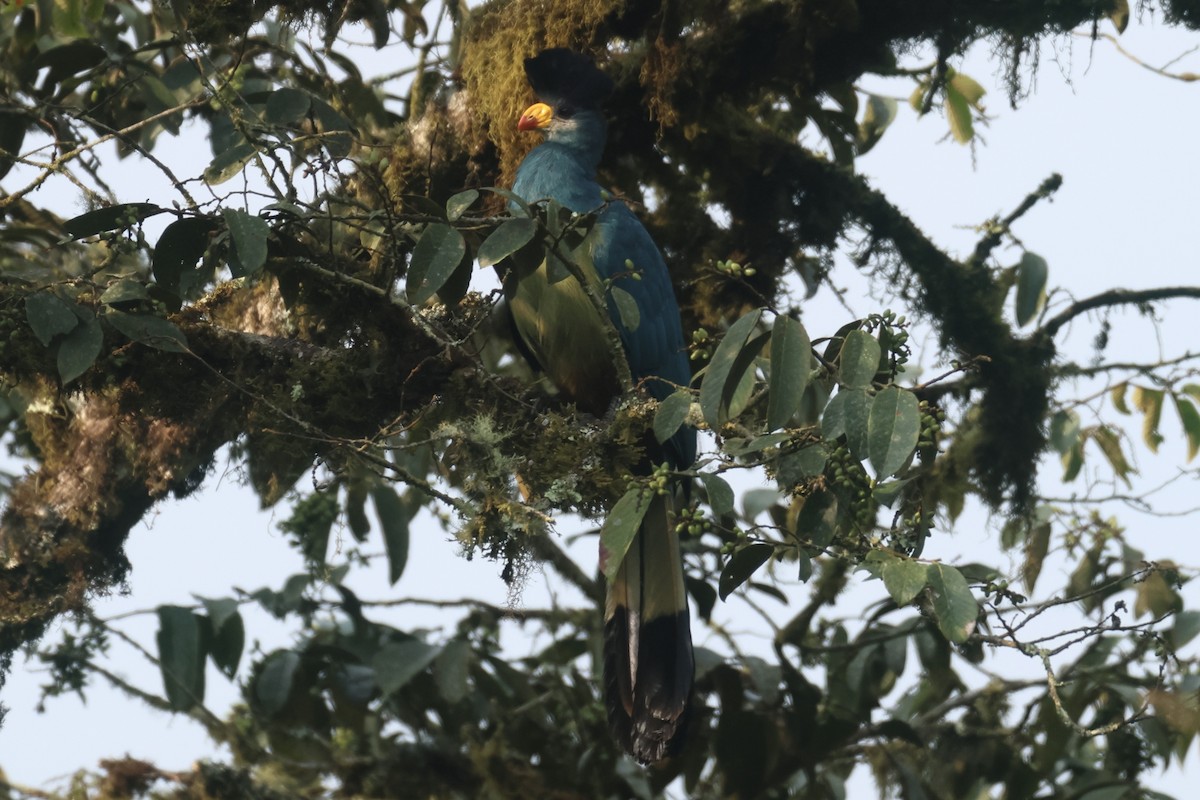 Great Blue Turaco - Ryan Terrill