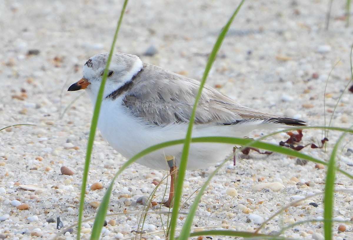 Piping Plover - ML622639973