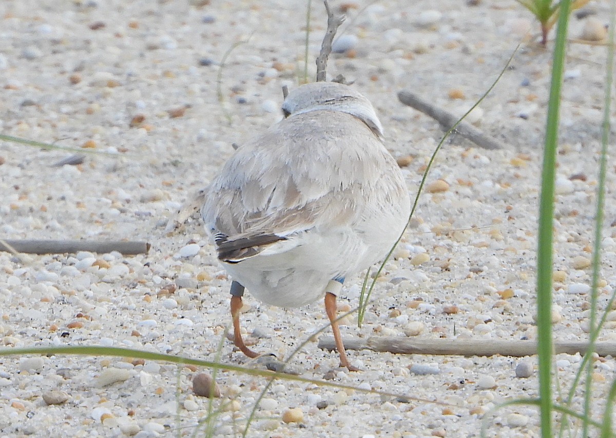 Piping Plover - ML622639974