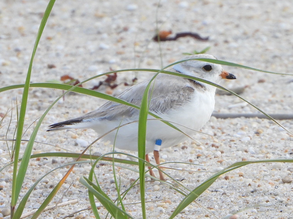 Piping Plover - ML622639975