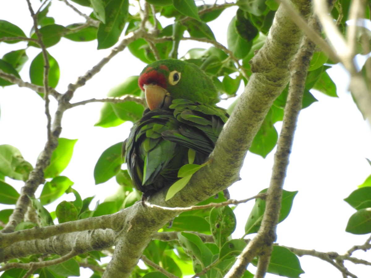 Mitred Parakeet - ML622640181