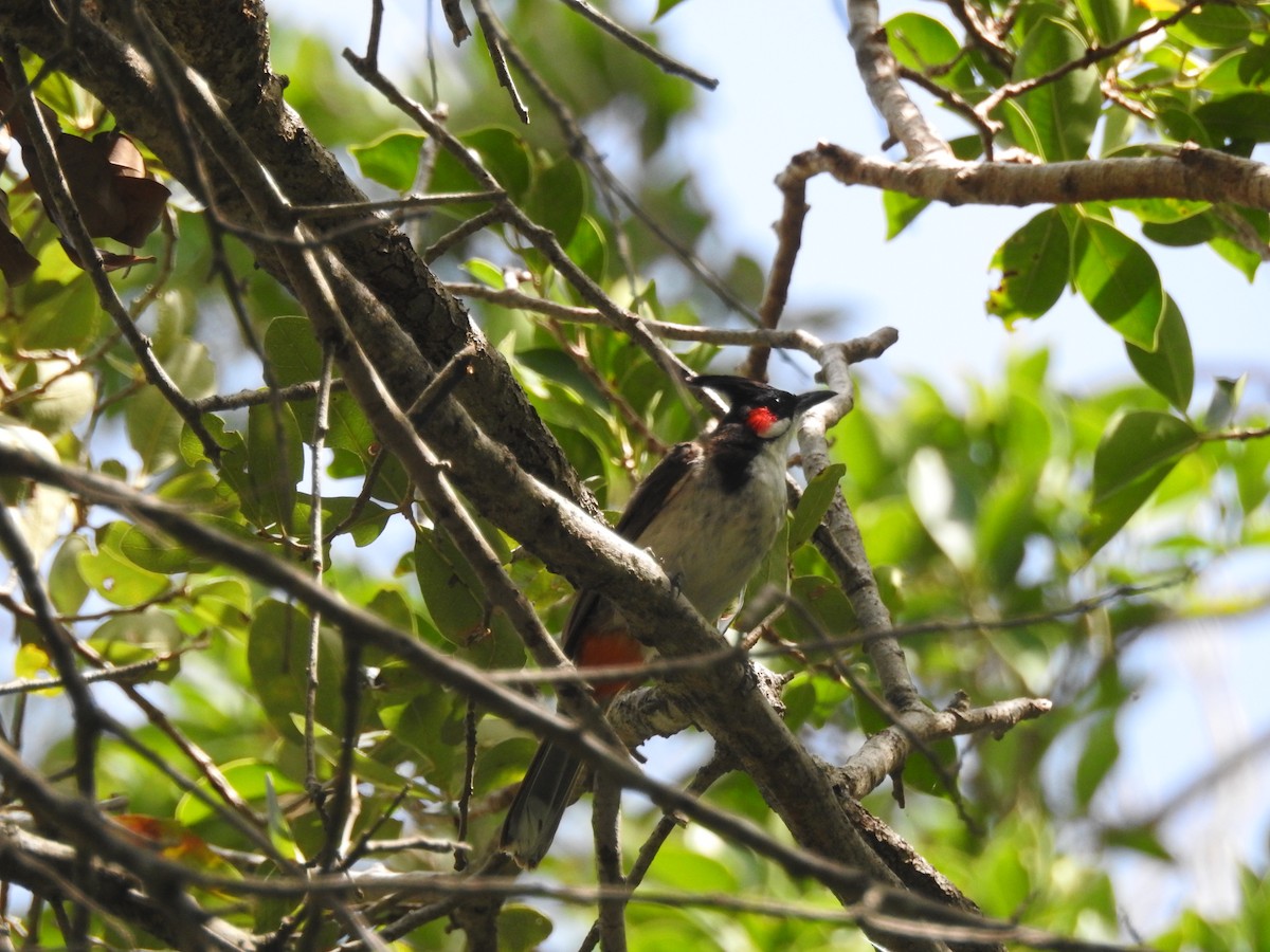 Red-whiskered Bulbul - ML622640198