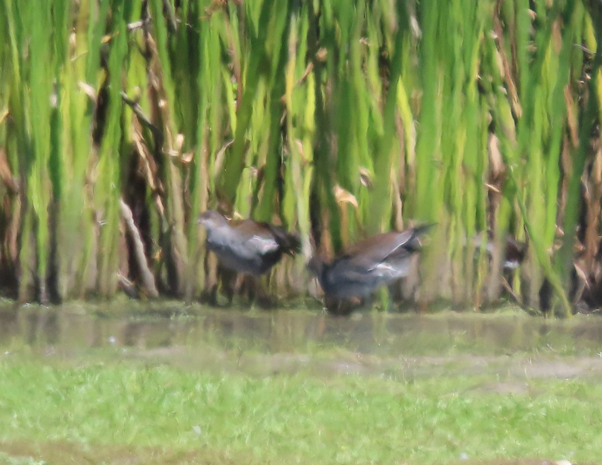 Gallinule d'Amérique - ML622640201