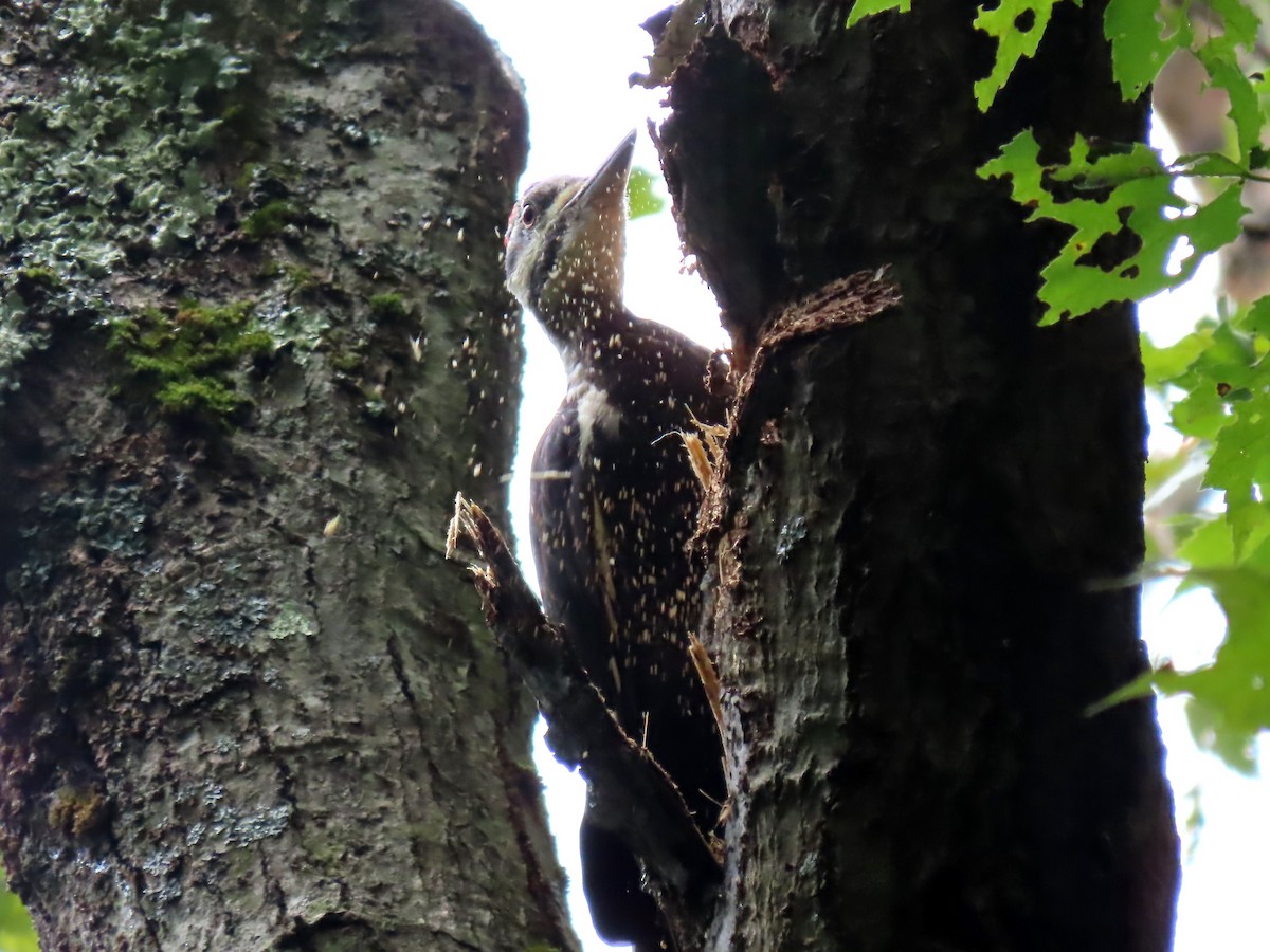 Pileated Woodpecker - ML622640291