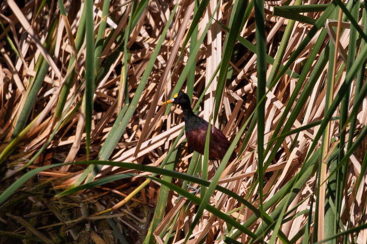 Jacana Centroamericana - ML622640307