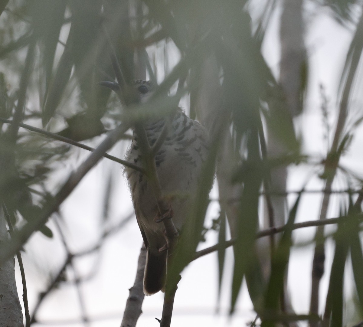 Bar-breasted Honeyeater - Cathy Pert