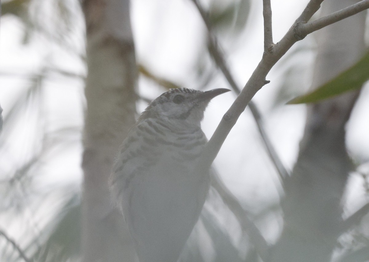 Bar-breasted Honeyeater - ML622640337