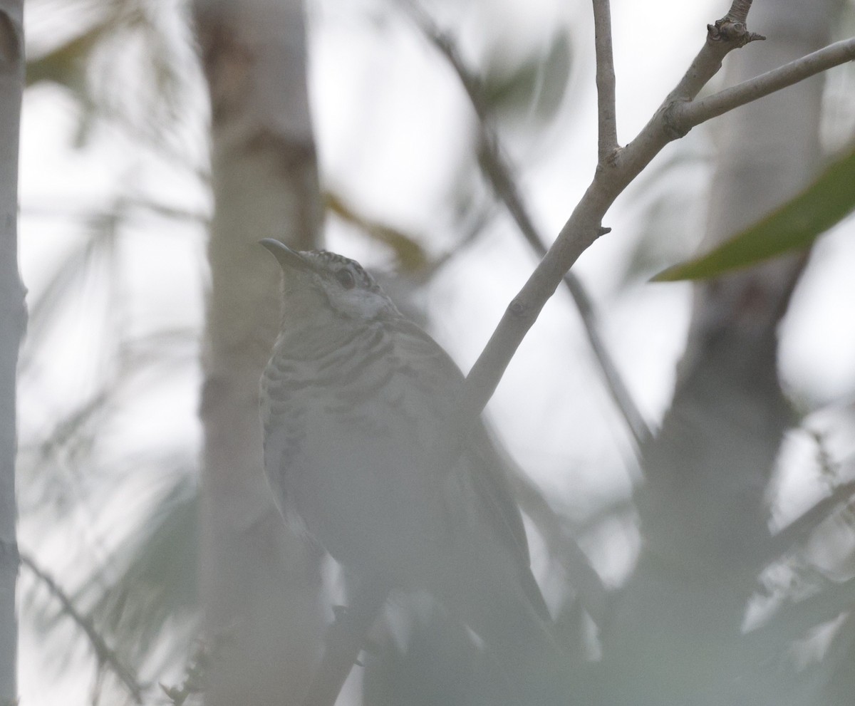 Bar-breasted Honeyeater - ML622640347