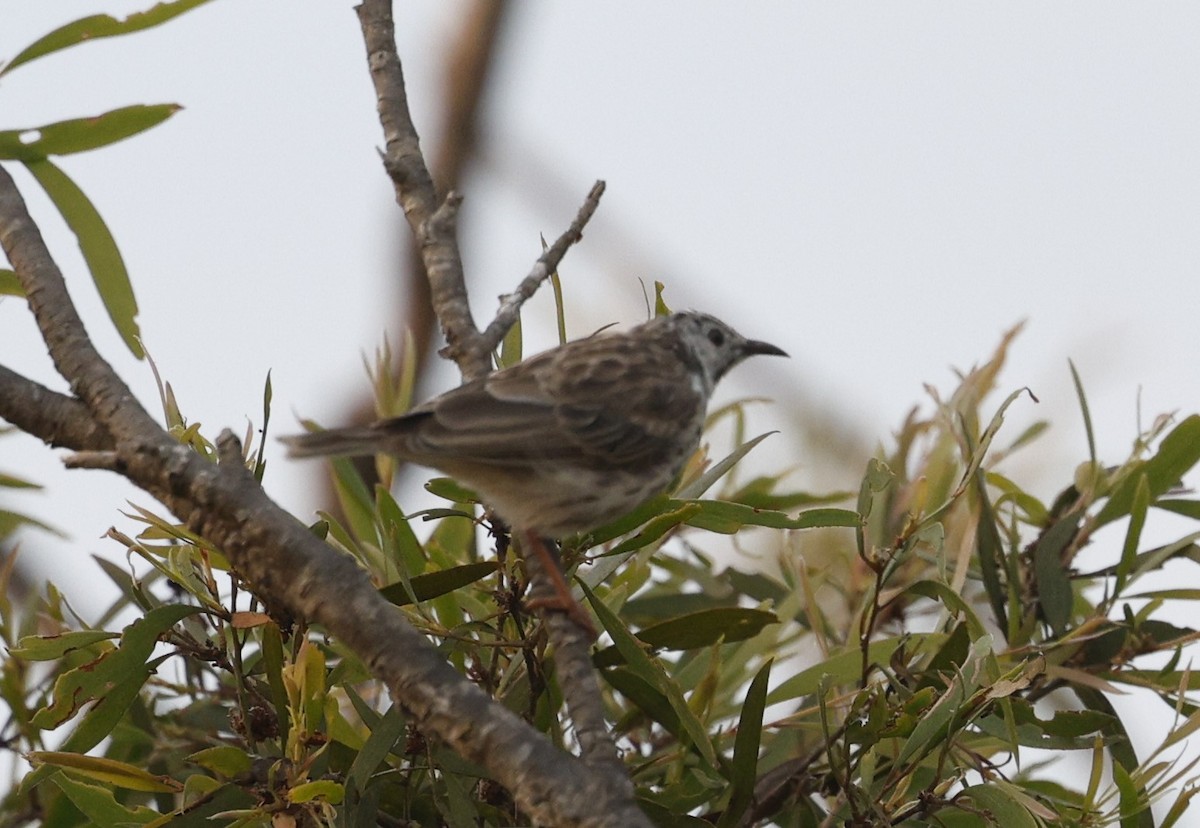 Bar-breasted Honeyeater - ML622640352