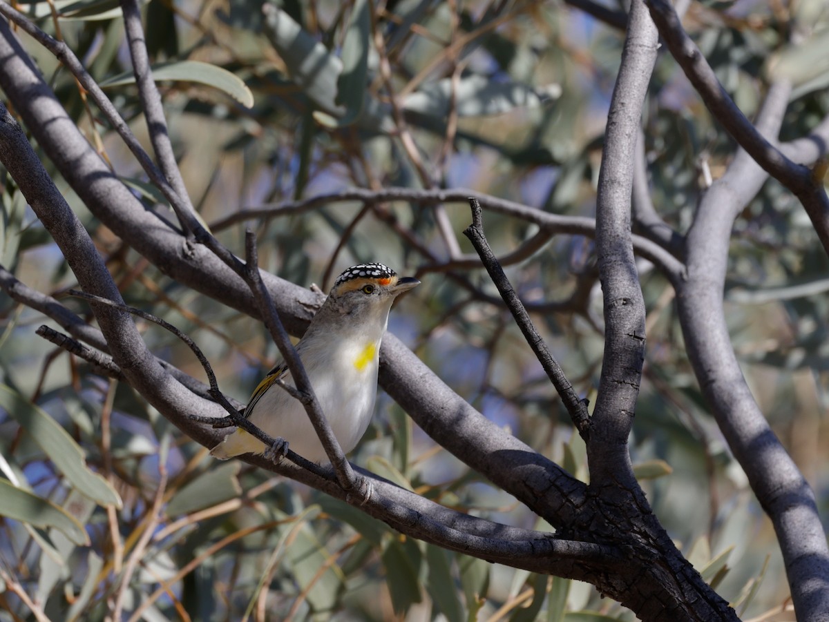 Red-browed Pardalote - ML622640377