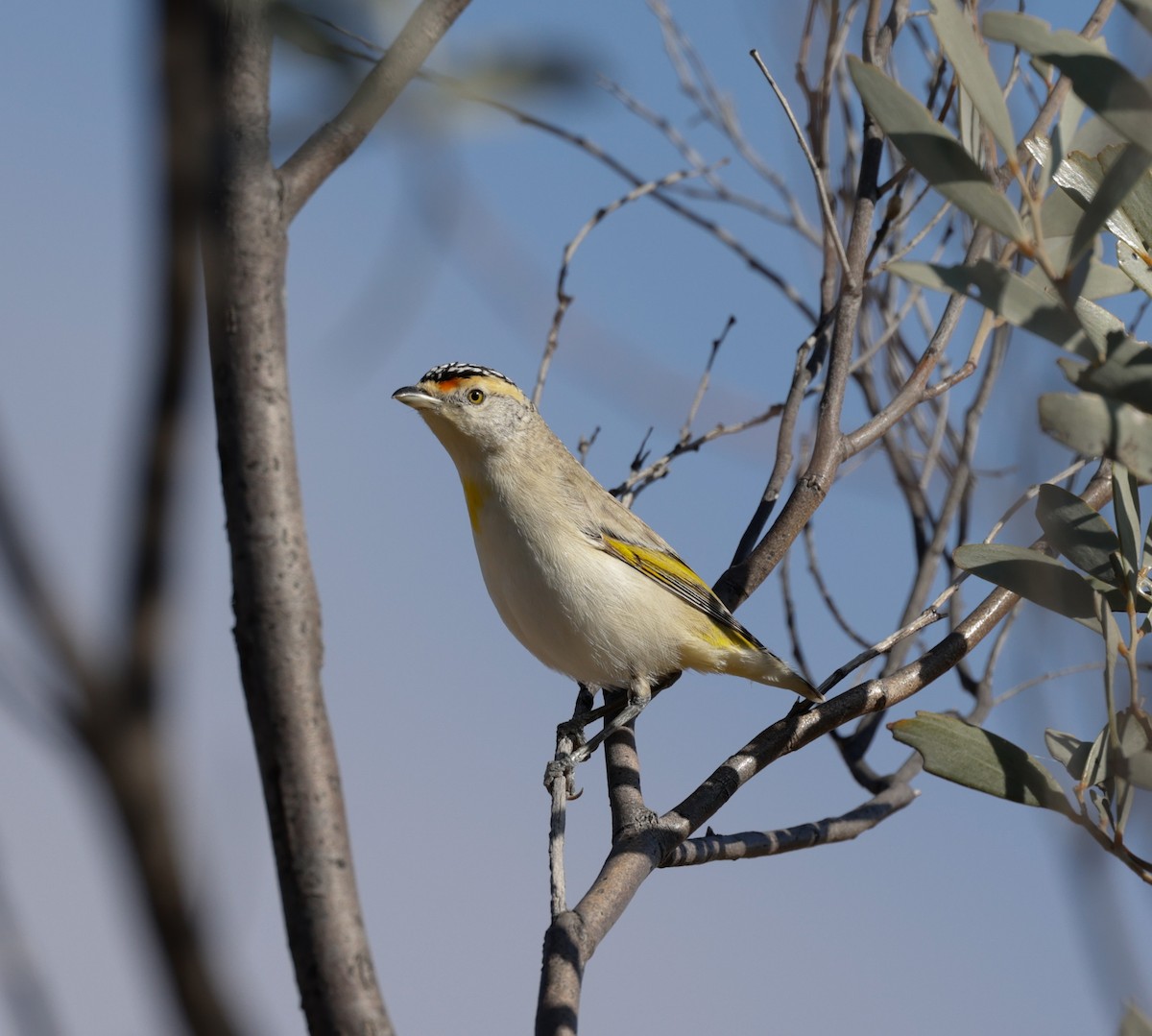 Red-browed Pardalote - ML622640378