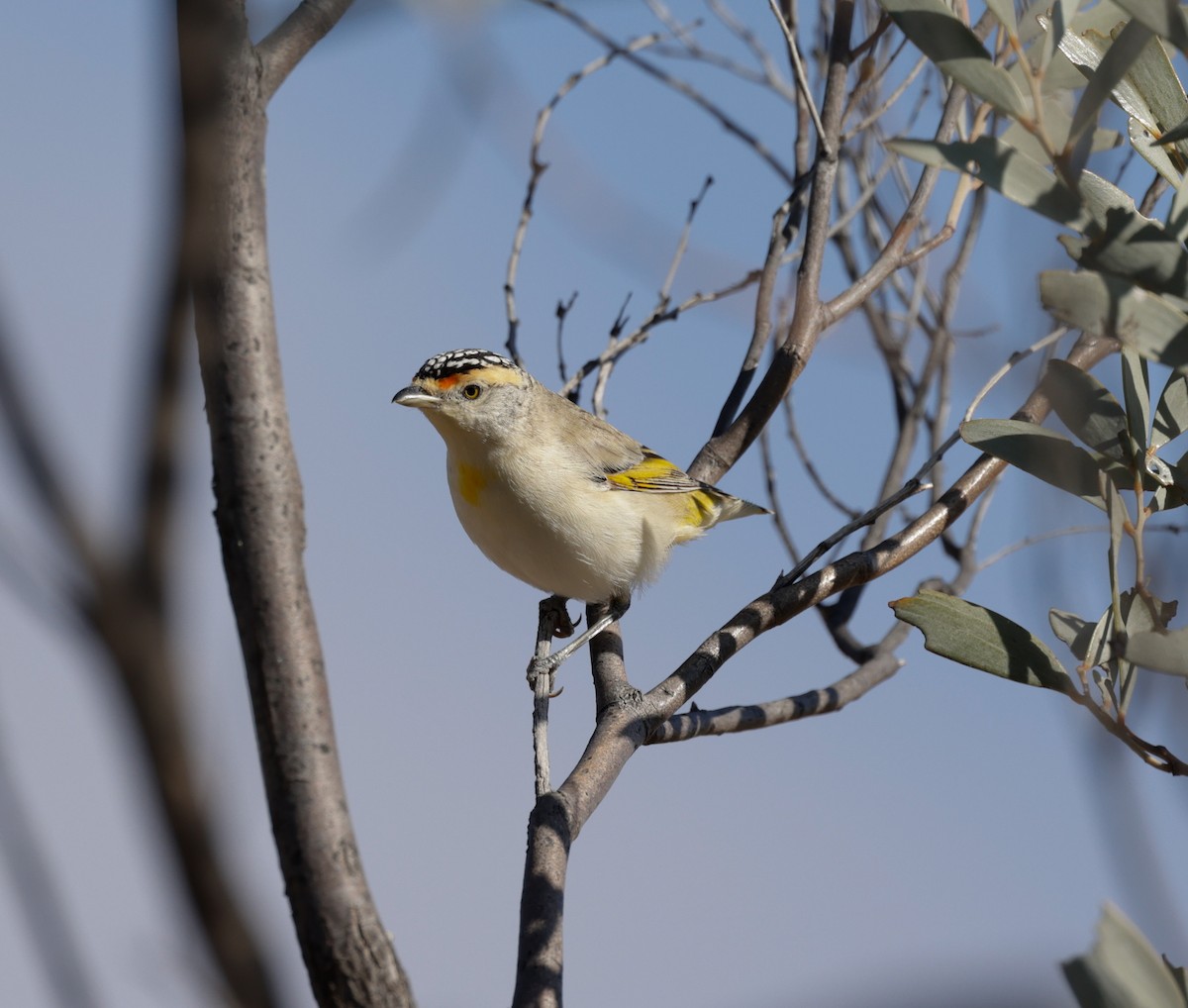 Red-browed Pardalote - ML622640381