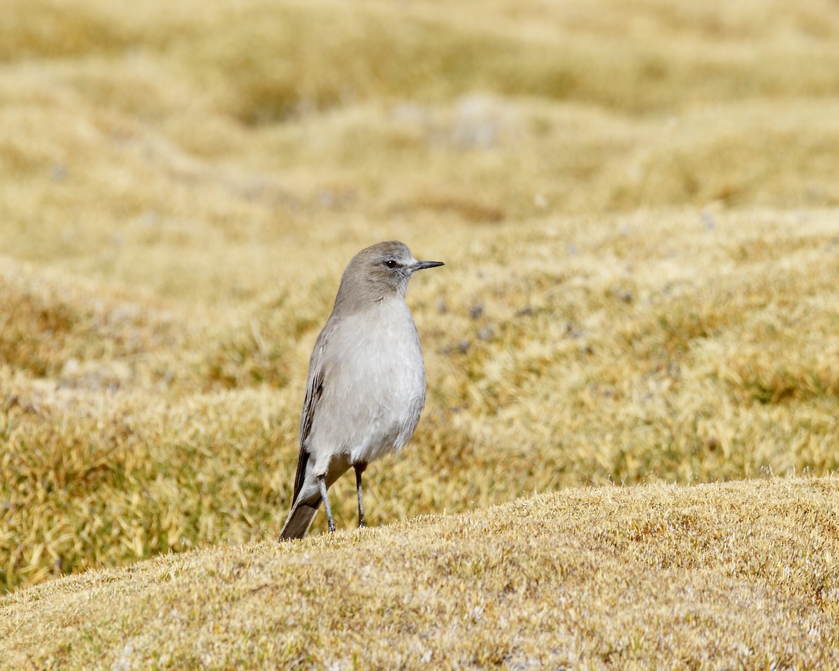 White-fronted Ground-Tyrant - Bernardita Muñoz Palma