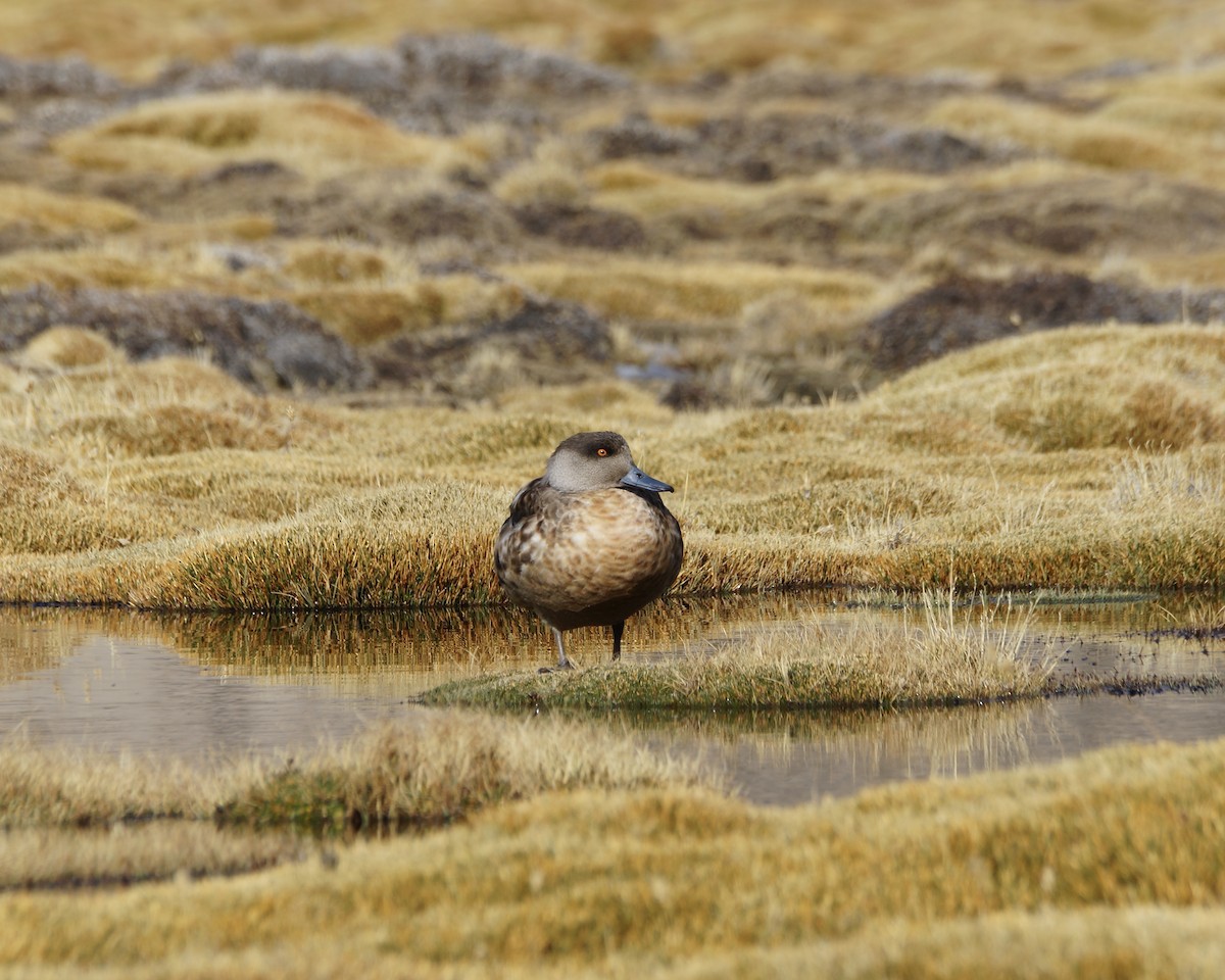 Crested Duck - Bernardita Muñoz Palma